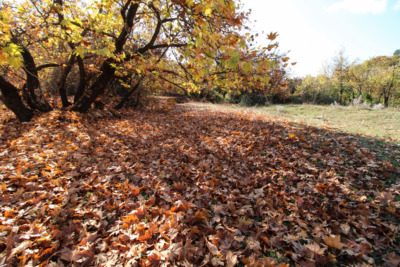 İsmail Aybey'in Objektifinden Gördes'te Sonbahar