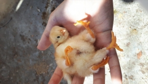 4 Ayaklı Civciv Yaşayamadı