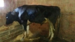 Otlattığı Hayvan Canına Maloldu