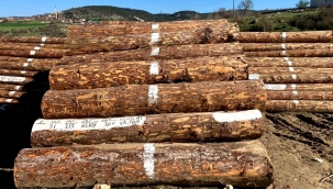 Orman İşletme Ürünlerinde Fiyat Rekoru