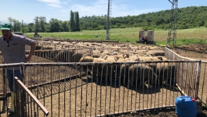 Büyükşehirden Hayvan Üreticilerine Büyük Destek