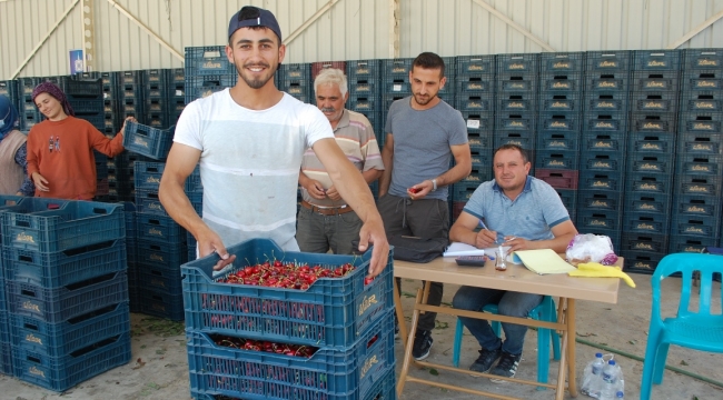 Kiraz Üreticisi Fiyattan Memnun