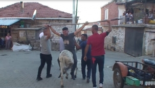 Düğüne Geç Kalan Müzisyene Eşek Şakası