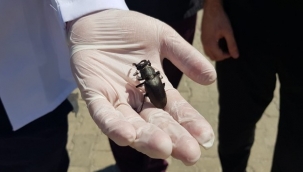 Geyik Böceği Gördes'te Görüldü