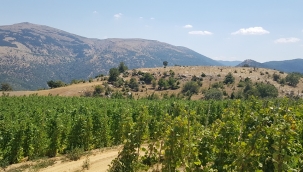 Büyükşehir Fidanların Takibini Yapıyor