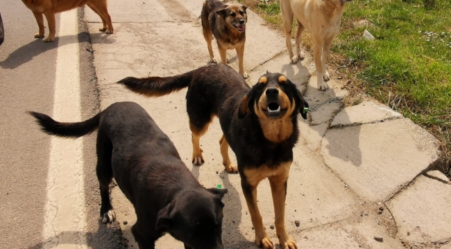 Dikkat! Köpekler Isırıyor
