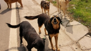 Dikkat! Köpekler Isırıyor