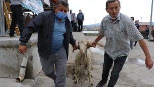 Hayvan Üreticilerine Damızlık Koç ve Teke Desteği