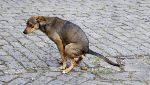 Ortada B.k Var Yandan Geç!