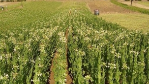 Tütüncüye Avans Can Suyu Gibi