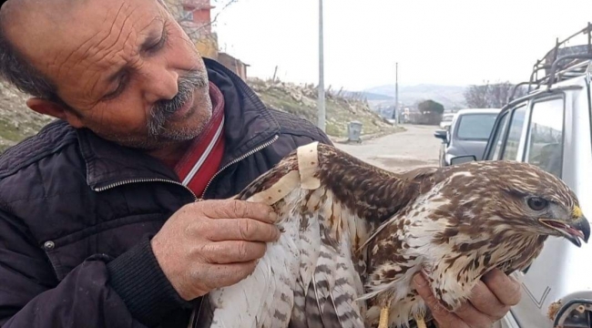 Yaralı Şahin Tedavi Altına Alındı
