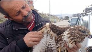 Yaralı Şahin Tedavi Altına Alındı