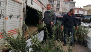 Ziraat Odası Zeytin Fidanı Dağıttı