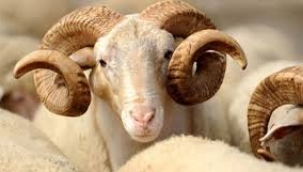 Kurban Fiyatları Cep Yakıyor