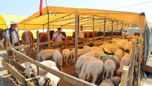 Bayram Pazarında Kurban Olmayalım