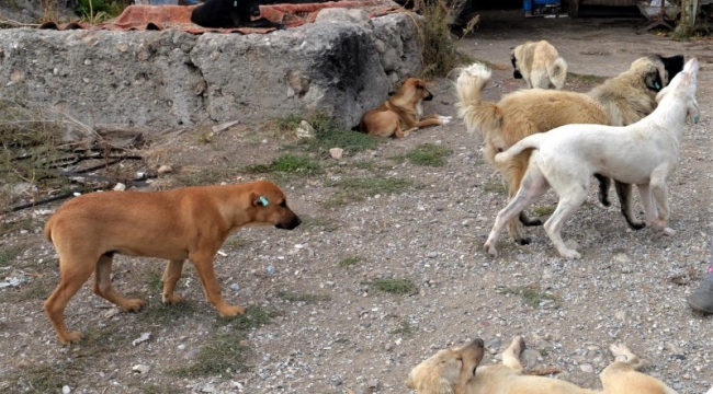 Sokak Köpeği Saldıran Vatandaşı Mahkeme Haklı Buldu Kurumlar Tazminat Ödeyecek