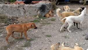 Sokak Köpeği Saldıran Vatandaşı Mahkeme Haklı Buldu Kurumlar Tazminat Ödeyecek