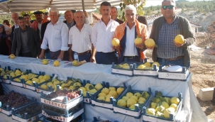 Ayva ve Üzüm Festivalinde Coşku