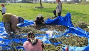 Ceviz ve Zeytin Gelir Kapısı