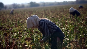 Tütün Dikecek Üretici Aranıyor