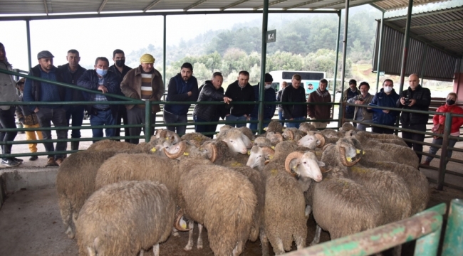 Hayvan Üreticisine Koç Gibi Destek İçin Başvurular Başladı