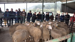Hayvan Üreticisine Koç Gibi Destek İçin Başvurular Başladı