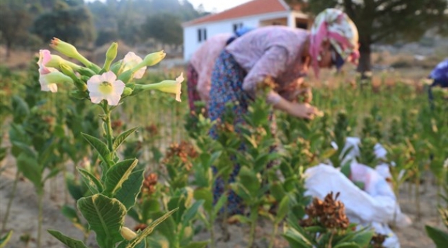 Tütün Üreticisinin Direnci Kırıldı