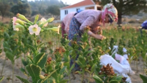 Tütün Üreticisinin Direnci Kırıldı