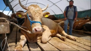 Diyanetin Kurbanlık Fiyatları Belli Oldu