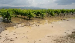 Saruhanlı'da Sel Felaketi Tarım Arazilerini Vurdu