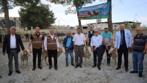 Büyükşehirden Gördes'te 38 Üreticiye Damızlık Koç