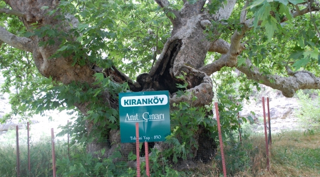 Kaç Asırlık Çınar Anıt Ağaç Oldu