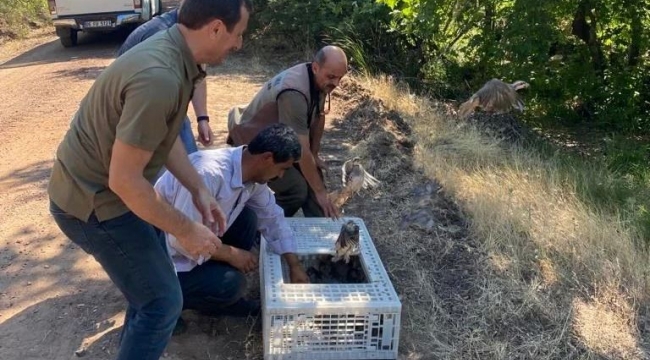 Kınalı Keklikler Doğaya Salındı