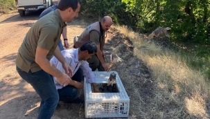 Kınalı Keklikler Doğaya Salındı