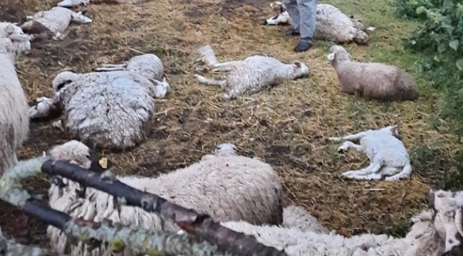 Kurtlar Saldırıyor Sürü Sahipleri Çaresiz