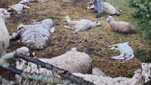 Kurtlar Saldırıyor Sürü Sahipleri Çaresiz