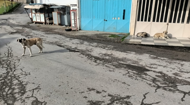 Pazar Yerindeki Sokak Köpekleri Dehşet Saçıyor