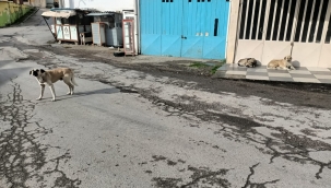 Pazar Yerindeki Sokak Köpekleri Dehşet Saçıyor