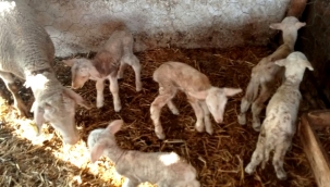 Merinos Koyun Beşiz Doğurdu
