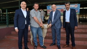 Üreticilere Koç Desteği Geliyor