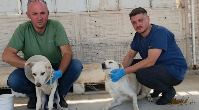 Belediye Sokak Hayvanları İçin Çalışmalarını Sürdürüyor
