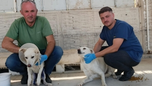 Belediye Sokak Hayvanları İçin Çalışmalarını Sürdürüyor