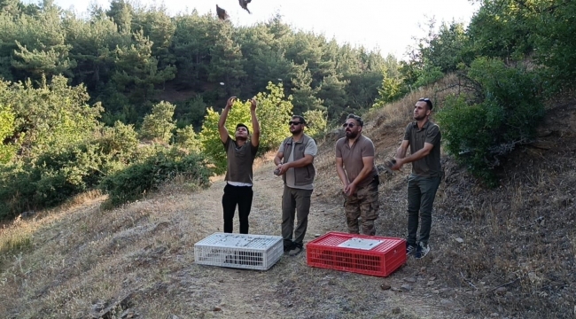 Kınalı Keklikler Doğaya Salındı