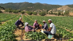 Salatalık Üreticisinde Sancı Büyük