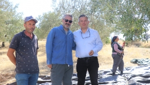 Başkan Büke Zeytin Hasadına Başlayan Üreticileri Ziyaret Etti