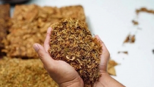 Tütünde Başfiyat 180 TL