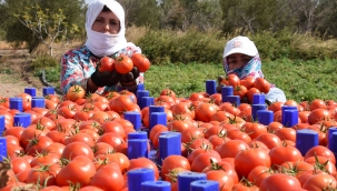 Domates Üreticisi Karar Veremiyor!