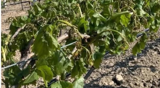 Don Vurdu Zarar Ürkütücü Boyutlarda