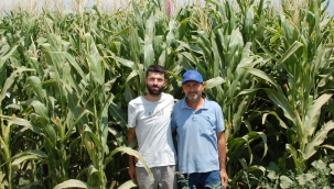 Bayat Alanında Altun Bir Hikaye