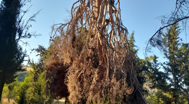 Mezarlıktaki Çam Ağacına Ne Oldu?